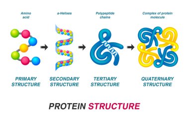 Protein yapısı konsepti. Vektör illüstrasyonu.