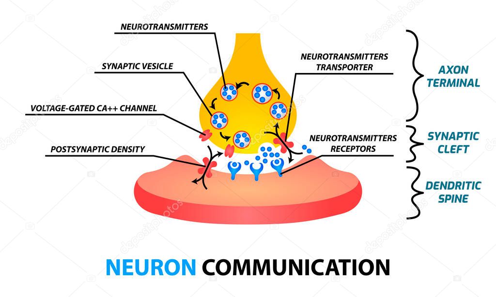 Neuron communication concept. Axon terminal, synaptic cleft, dendritic spine. Vector illustration.