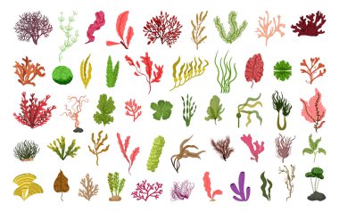 Renkli, detaylı alg koleksiyonu. Resimler beyaz arkaplanda izole edildi.