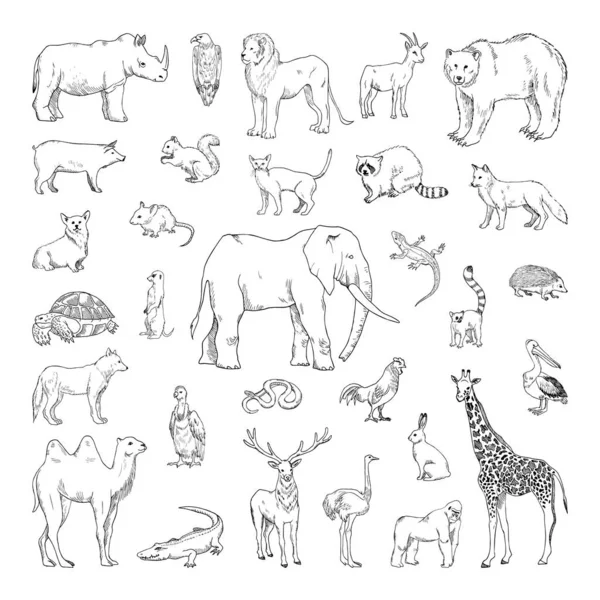 Collection Illustrations Monochromes Animaux Style Croquis Dessins Main Style Encre — Image vectorielle