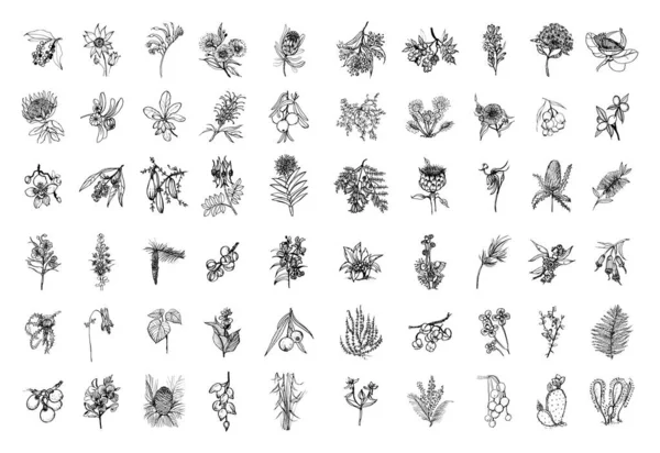 Colección Ilustraciones Monocromáticas Plantas Australianas Estilo Sketch Dibujos Mano Estilo — Vector de stock