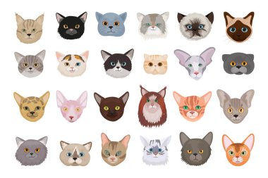 Farklı türde kedilerin gerçekçi avatarlarının koleksiyonu.