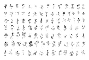 Collection of monochrome illustrations of flowers in sketch style. Hand drawings in art ink style. Black and white graphics. clipart