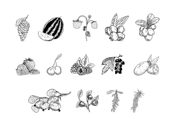 一组素描风格的浆果单色矢量插图 以艺术油墨风格收集手绘作品 黑白图形 — 图库矢量图片