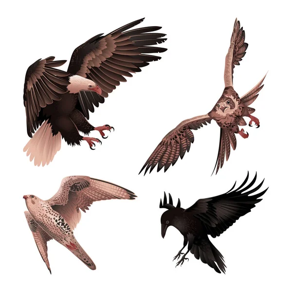Conjunto Aves Rapaces Vuelo Ilustración Detallada Del Vector — Vector de stock