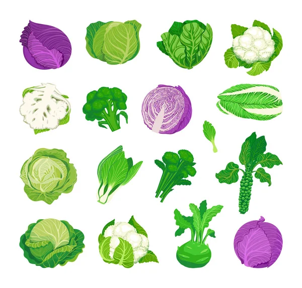 Detailed Vector Illustration Cabbage Species — Stock Vector