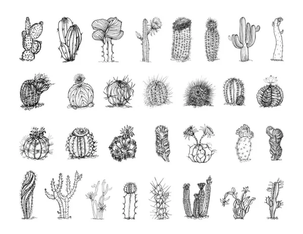 Colección Ilustraciones Monocromáticas Cactus Estilo Sketch Dibujos Mano Estilo Tinta — Archivo Imágenes Vectoriales