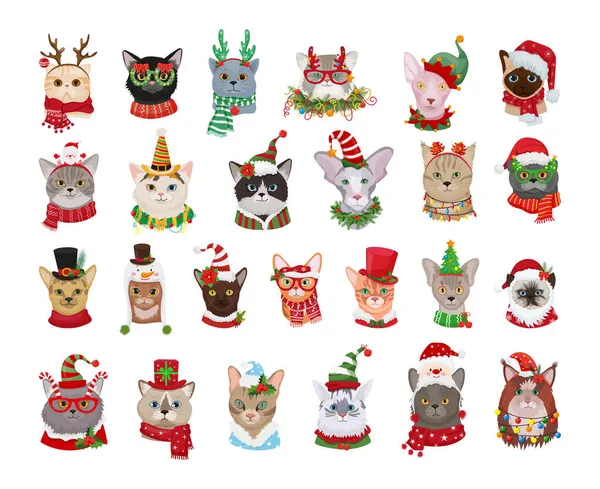 Yeni yıl kostümleri içinde safkan kedi koleksiyonu. Noel kedilerinin Görselleri.