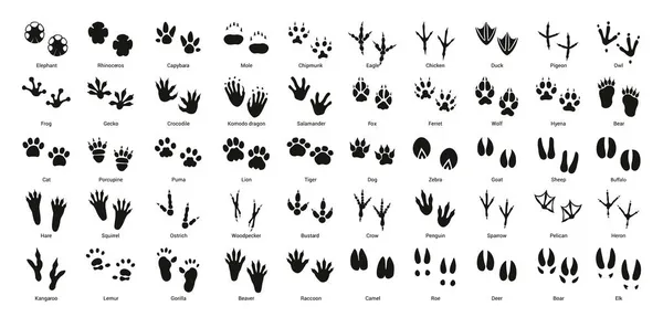 동물의 발자국 — 스톡 벡터