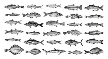 Eskiz tarzında tek renkli deniz balığı çizimleri koleksiyonu. Resim mürekkebi şeklinde el çizimleri. Siyah beyaz grafikler.
