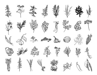Collection of monochrome illustrations of herbs and spices in sketch style. Hand drawings in art ink style. Black and white graphics. clipart