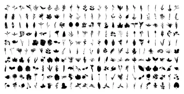 Collection Traced Leaves Sprigs Black Prints Foliage Vector Design Elements — Stock Vector