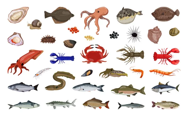 Deniz Ürünleri Tatlı Balığı Lezzetlerin Taşıyıcı Koleksiyonu Ayrıntılı Çizimler — Stok Vektör