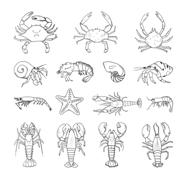 Colección Ilustraciones Monocromáticas Crustáceos Estilo Sketch Dibujos Mano Estilo Tinta — Archivo Imágenes Vectoriales