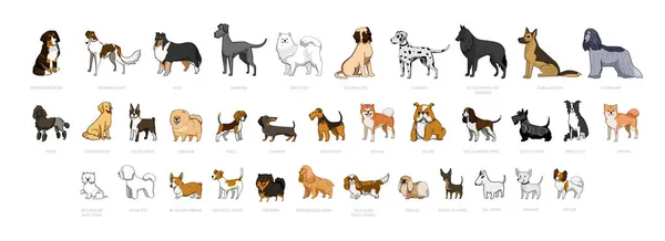 Vector Collection Dogs Different Breeds — Stock Vector