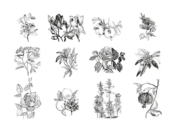 一套素描 花卉和水果 被毁的图形 手工绘制的艺术插图 病媒铅笔 花和植物 — 图库矢量图片