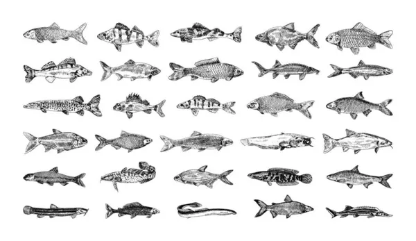 Coleção Ilustrações Monocromáticas Peixes Água Doce Estilo Esboço Desenhos Mão — Vetor de Stock