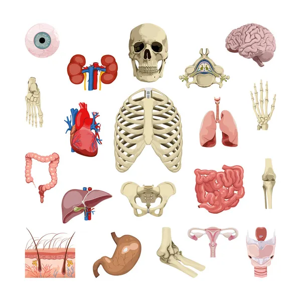 被白色背景隔离的人体器官 人体解剖学研究的现实例证 — 图库矢量图片