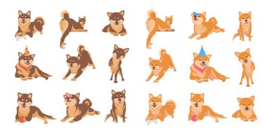 Shiba Inu Köpekleri.