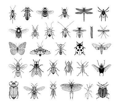 Collection of monochrome illustrations of insects in sketch style. Hand drawings in art ink style. Black and white graphics. clipart