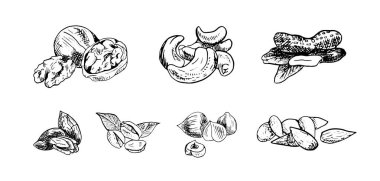 Robot resim tarzında fındıkların tek renkli vektör çizimleri. Resim mürekkebi şeklinde el çizimleri koleksiyonu. Siyah beyaz grafikler.