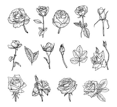 Robot resim tarzında tek renkli gül çizimleri koleksiyonu. Resim mürekkebi şeklinde el çizimleri. Siyah beyaz grafikler.