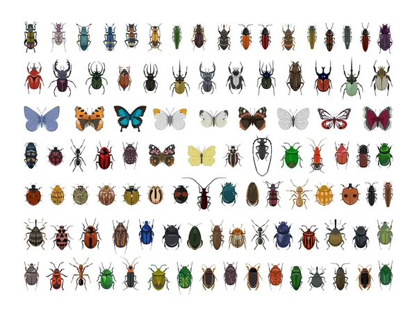 Colección Insectos Coloridos Realistas — Vector de stock
