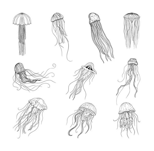 Coleção Ilustrações Monocromáticas Medusas Estilo Esboço Desenhos Mão Estilo Tinta — Vetor de Stock
