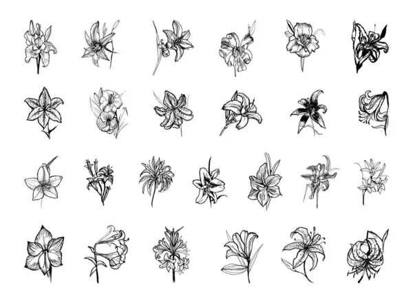 以素描风格收集百合花单色插图 手绘艺术风格 黑白图形 — 图库矢量图片