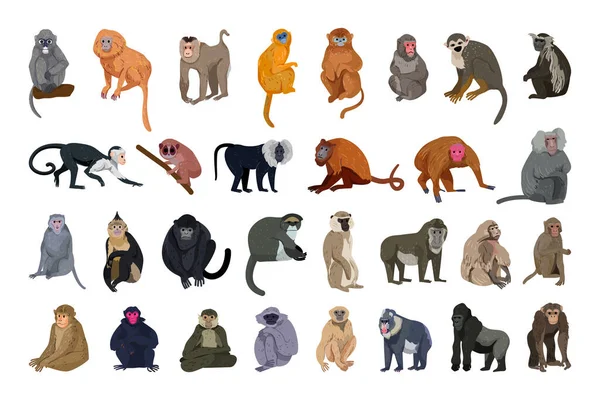 Coleção Vetorial Macacos Estilo Detalhado —  Vetores de Stock