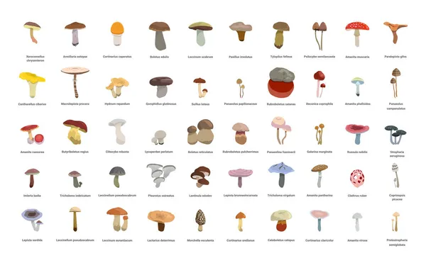 Coleção Cogumelos Realistas Com Nomes — Vetor de Stock