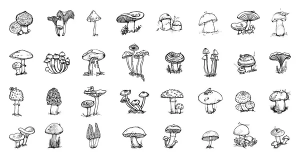 Sammlung Monochromer Abbildungen Von Pilzen Skizzenstil Handzeichnungen Tuschestil Schwarz Weiß — Stockvektor