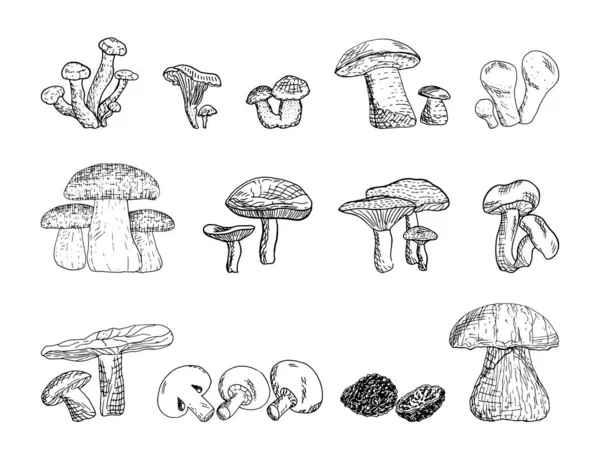 Serie Illustrazioni Vettoriali Monocromatiche Funghi Stile Schizzo Collezione Disegni Mano — Vettoriale Stock