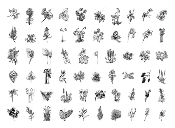 Colección Ilustraciones Monocromáticas Plantas Nórdicas Estilo Sketch Dibujos Mano Estilo — Vector de stock