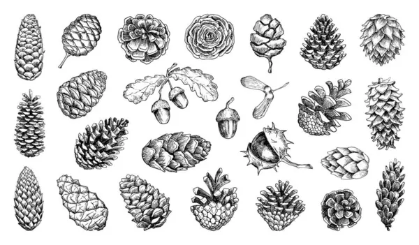 Collection Monochrome Illustrations Pine Cones Sketch Style Hand Drawings Art — Stock Vector