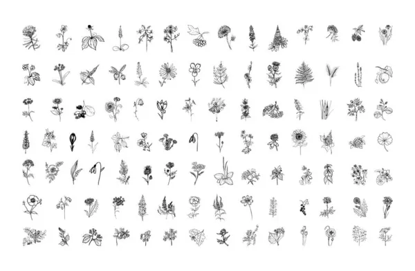 Συλλογή Μονόχρωμων Εικονογραφήσεων Φυτών Στυλ Σκίτσο Χειροποίητα Σχέδια Στυλ Μελάνι — Διανυσματικό Αρχείο