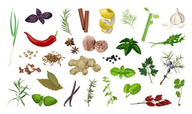 Gerçekçi doğal baharat ve baharat koleksiyonu. Ayrıntılı organik bileşenler.