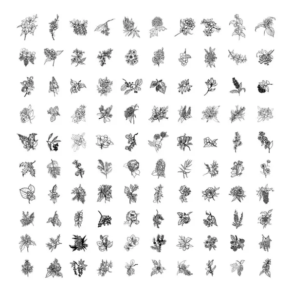 Sammlung Monochromer Illustrationen Von Sträuchern Skizzenstil Handzeichnungen Tuschestil Schwarz Weiß — Stockvektor