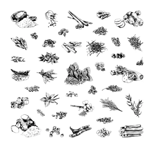 Coleção Ilustrações Monocromáticas Especiarias Estilo Esboço Desenhos Mão Estilo Tinta — Vetor de Stock