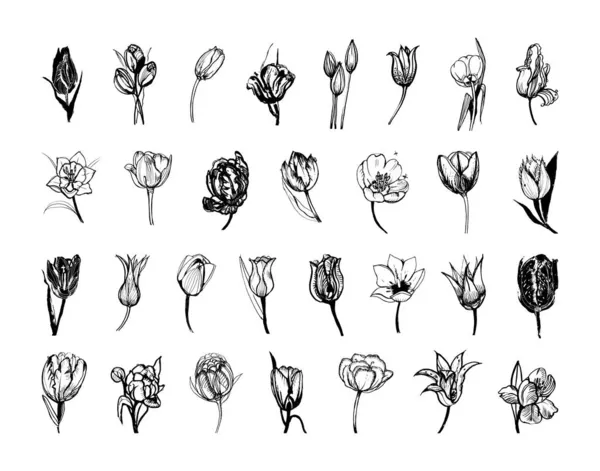 Colección Ilustraciones Monocromáticas Tulipán Estilo Sketch Dibujos Mano Estilo Tinta — Archivo Imágenes Vectoriales