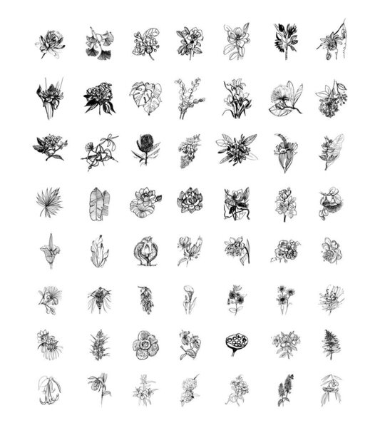 Hand drawn tropical plants and flowers collection. Monochrome vector illustrations in a sketch style. Black and white graphics.