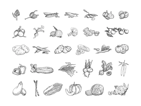 Набор Монохромных Векторных Иллюстраций Овощей Стиле Эскиза Коллекция Ручных Рисунков — стоковый вектор