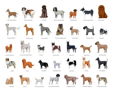 Çeşitli cinslerden köpek koleksiyonu ayrıntılı bir şekilde. Gerçekçi çizimler.
