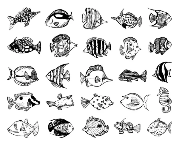 Συλλογή Μονόχρωμων Εικονογραφήσεων Ψαριών Στυλ Σκίτσο Χειροποίητα Σχέδια Στυλ Μελάνι — Διανυσματικό Αρχείο