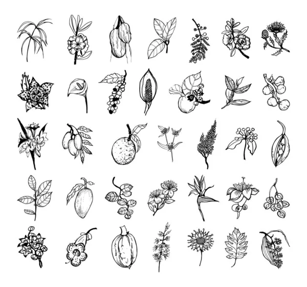 Colección Ilustraciones Monocromáticas Plantas Africanas Estilo Sketch Dibujos Mano Estilo — Archivo Imágenes Vectoriales