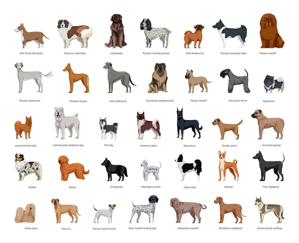 Collection Dogs Various Breeds Detailed Style Realistic Illustrations — Stock Vector