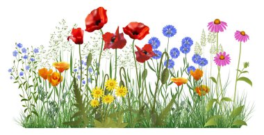 Gerçekçi kır çiçekleri ve şifalı bitkilerle detaylı illüstrasyon. Bitki bitkileri.