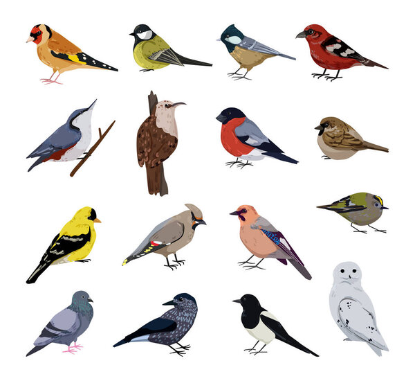 Collection of realistic winter birds. Detailed illustrations.