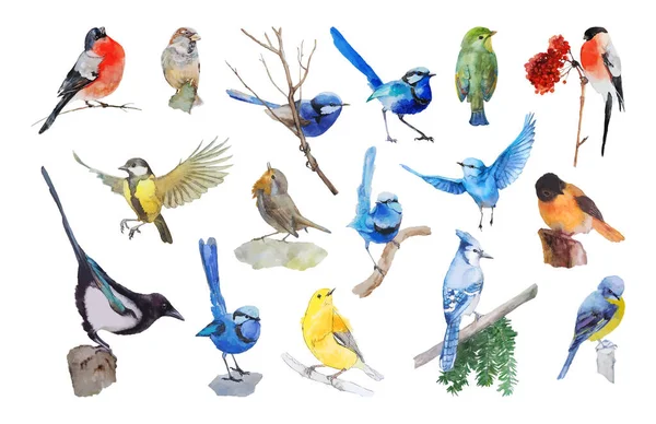 Set Van Aquarel Realistische Vogels — Stockvector