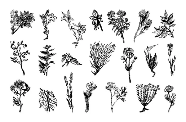 Sbírka Monochromatických Ilustrací Léčivých Rostlin Stylu Náčrtku Ruční Kresby Stylu — Stockový vektor